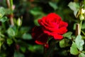 Blooming RedÃ¢â¬â¹ Rose.